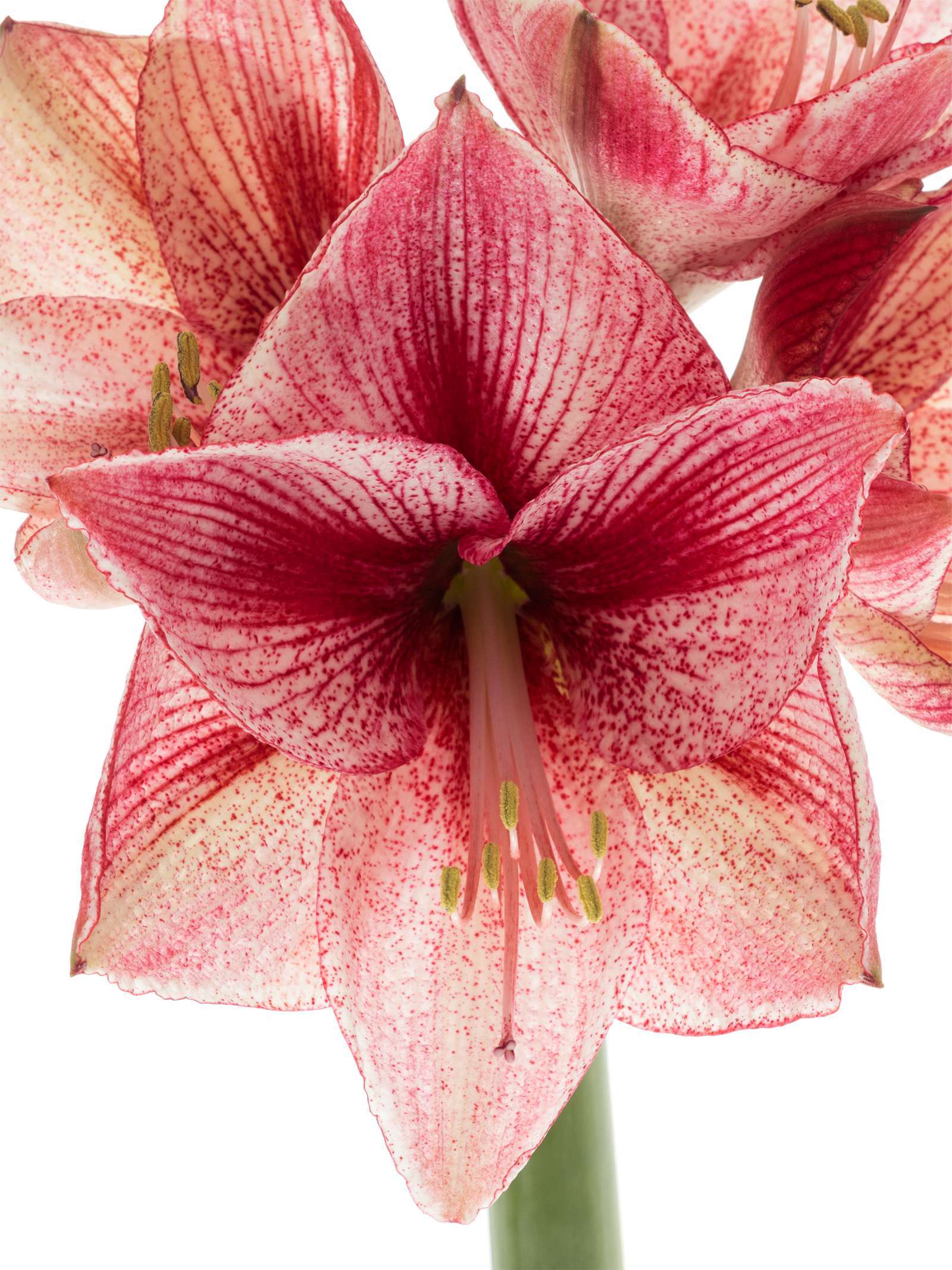 blumigo-amaryllis-revelation-schnittblume-pink-wei image 5