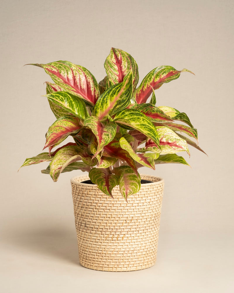 feey-variado-aglaonema-siam-violet-zimmerpflanze-topf-18 image 5
