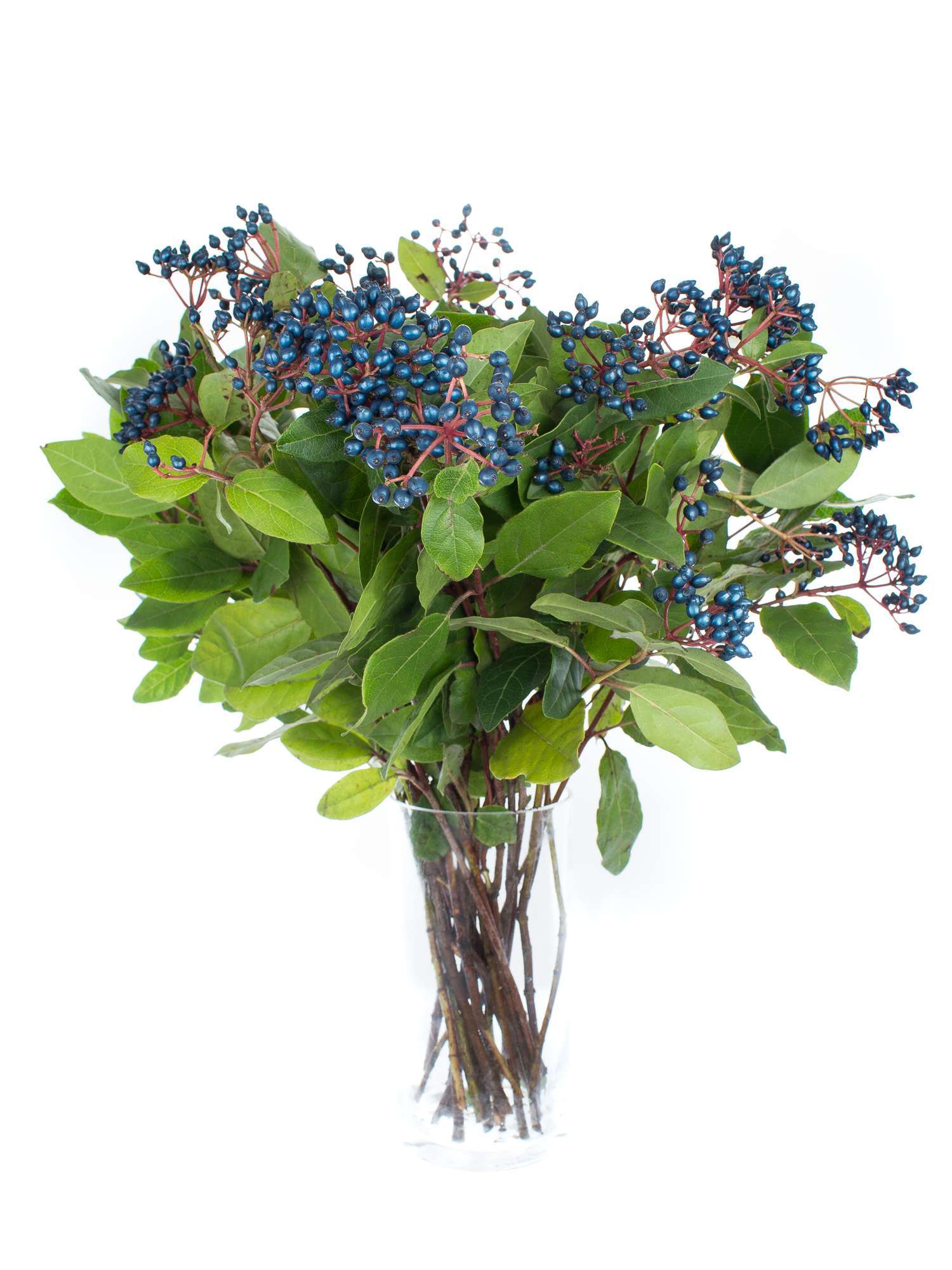 blumigo-viburnum-schneeball-blau-beeren-greenery-stiel image 2