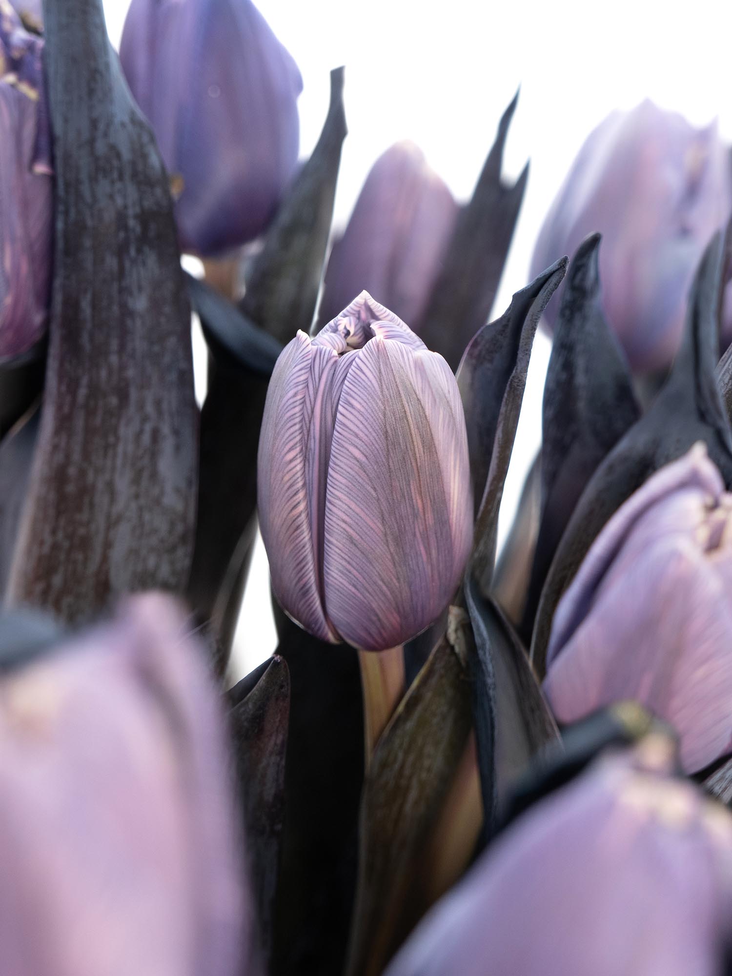 blumigo-tulpen-double-violet-grau-violett-gef-llt image 4