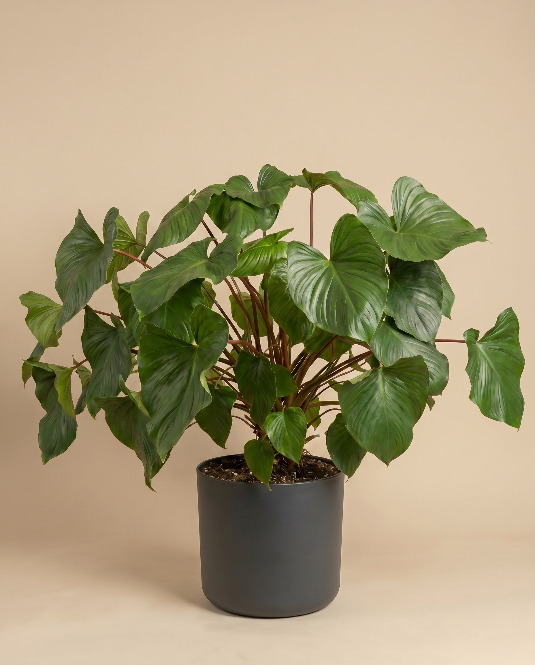 feey-variado-homalomena-maggy-zimmerpflanze-gr-n image 6