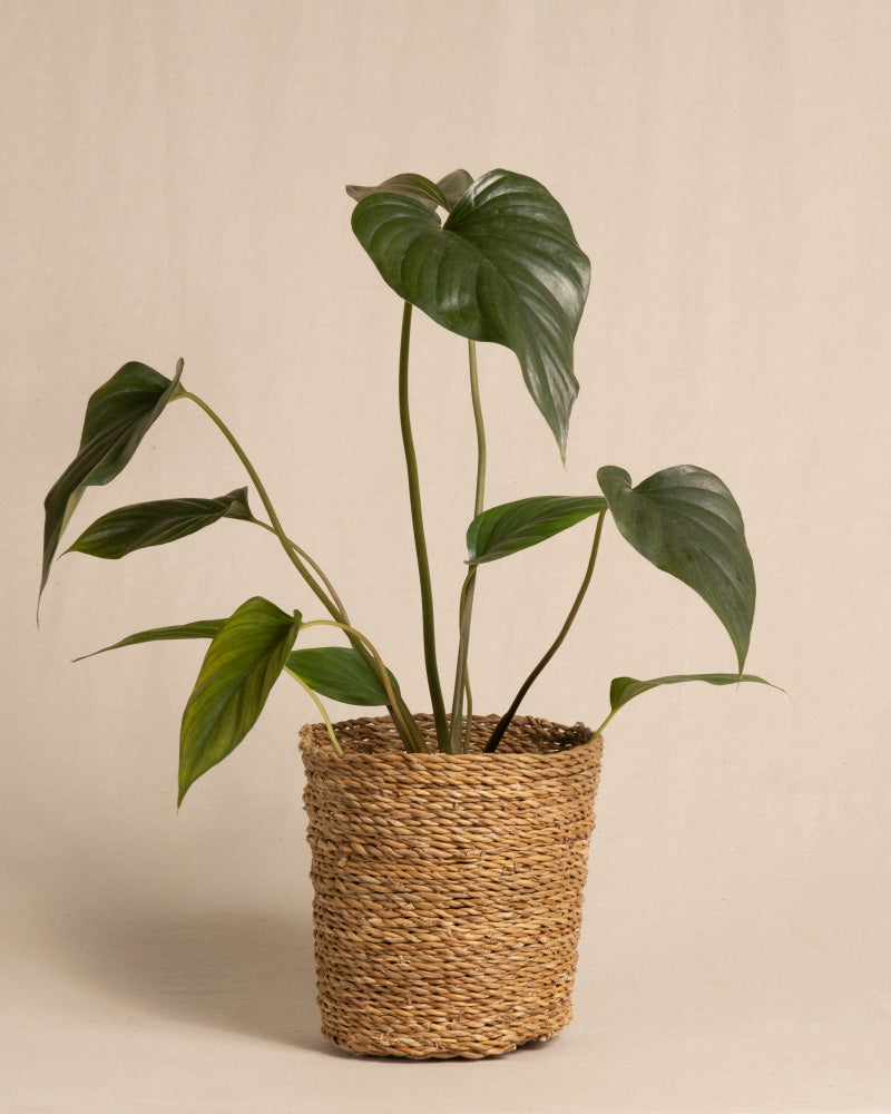feey-variado-homalomena-rubescens-black-zimmerpflanze-dunkle-bl-tter image 8