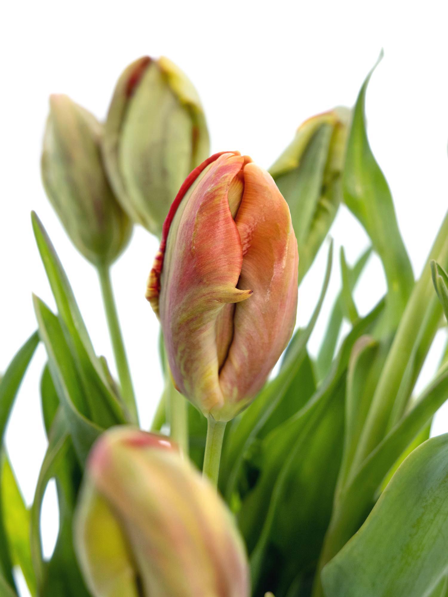 blumigo-tulpen-avignon-parrot-papageien-tulpen-orange image 1