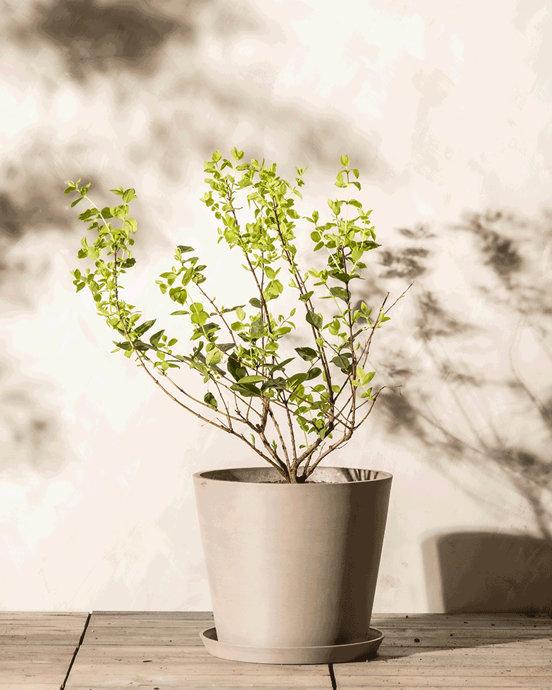 feey-amsterdam-lonicera-purpusii-winterduft-heckenkirsche-strauch image 6