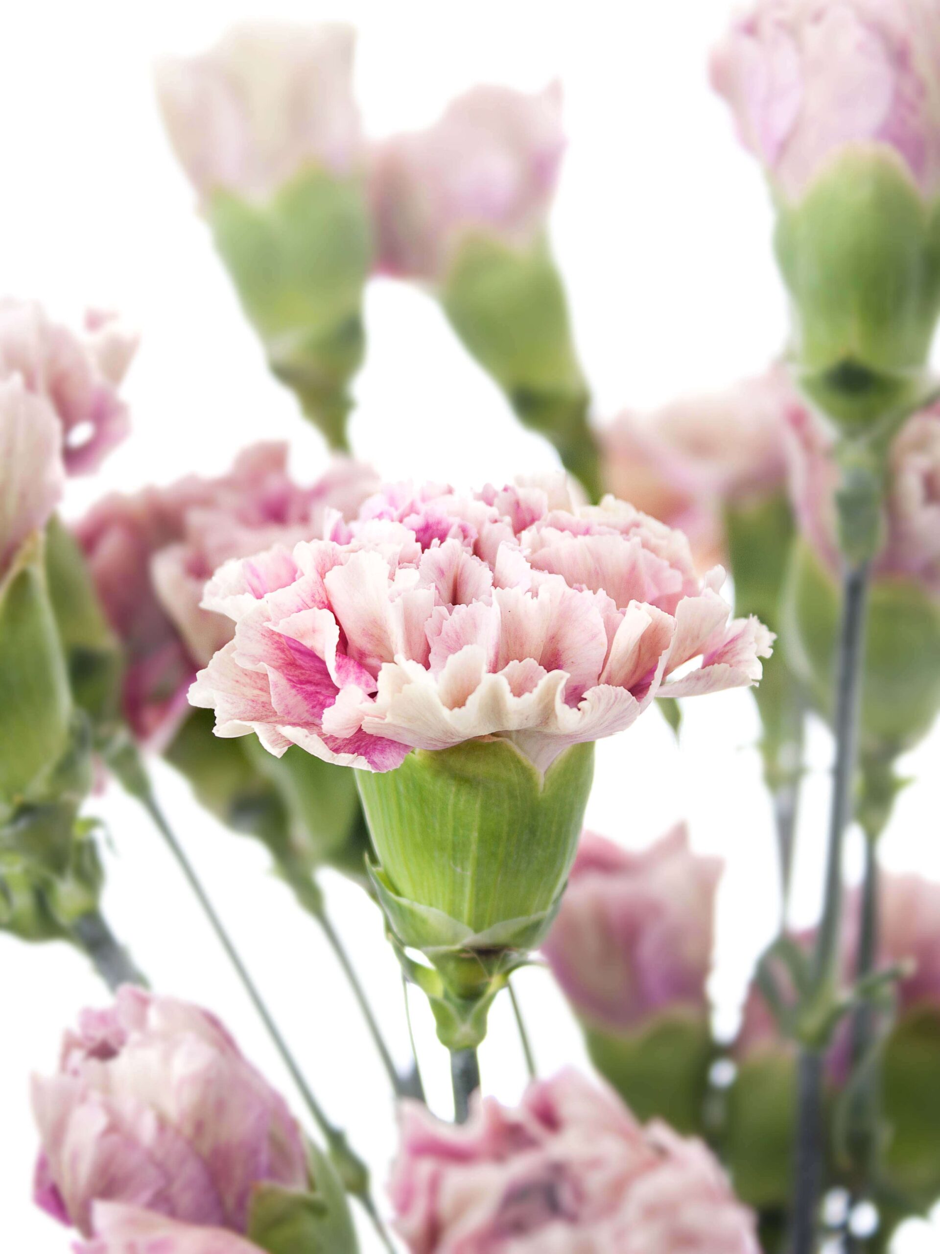 blumigo-nelken-antiqua-edelnelke-pink-creme image 2