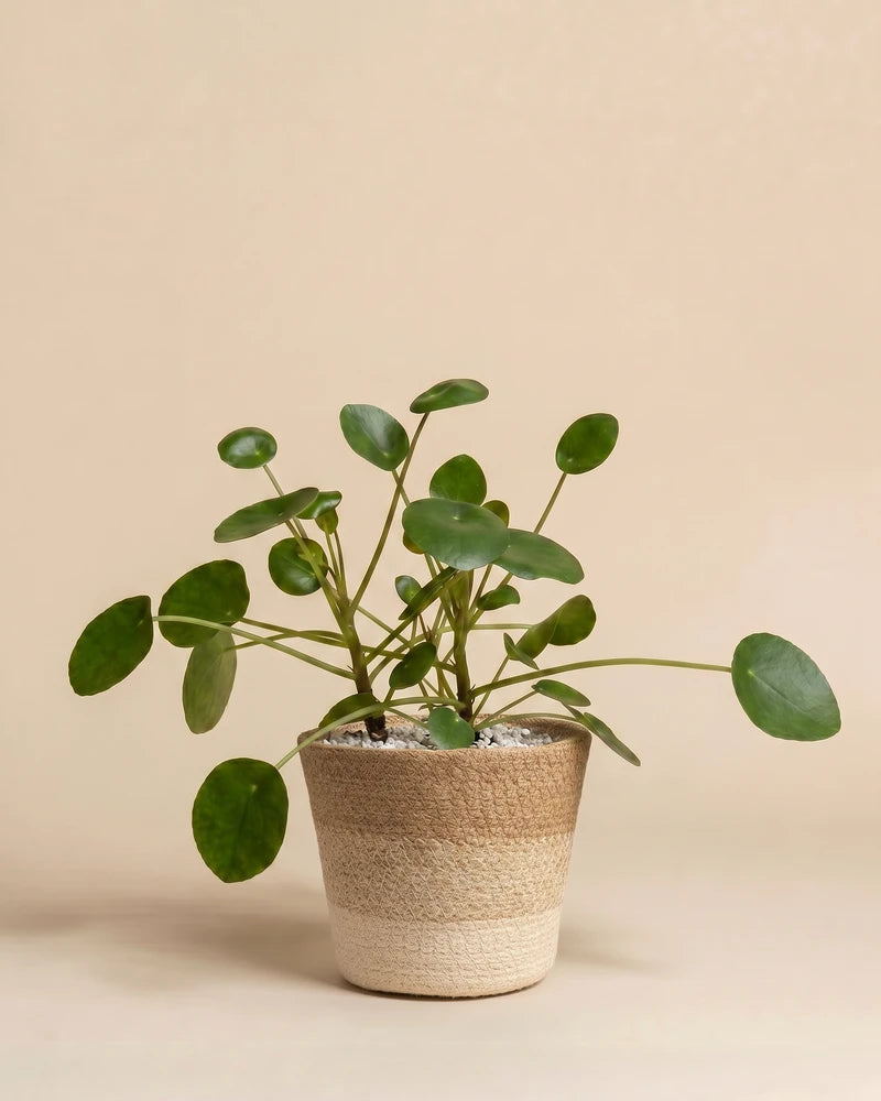 feey-variado-ufopflanze-pilea-zimmerpflanze-klein-ohne-bertopf image 8