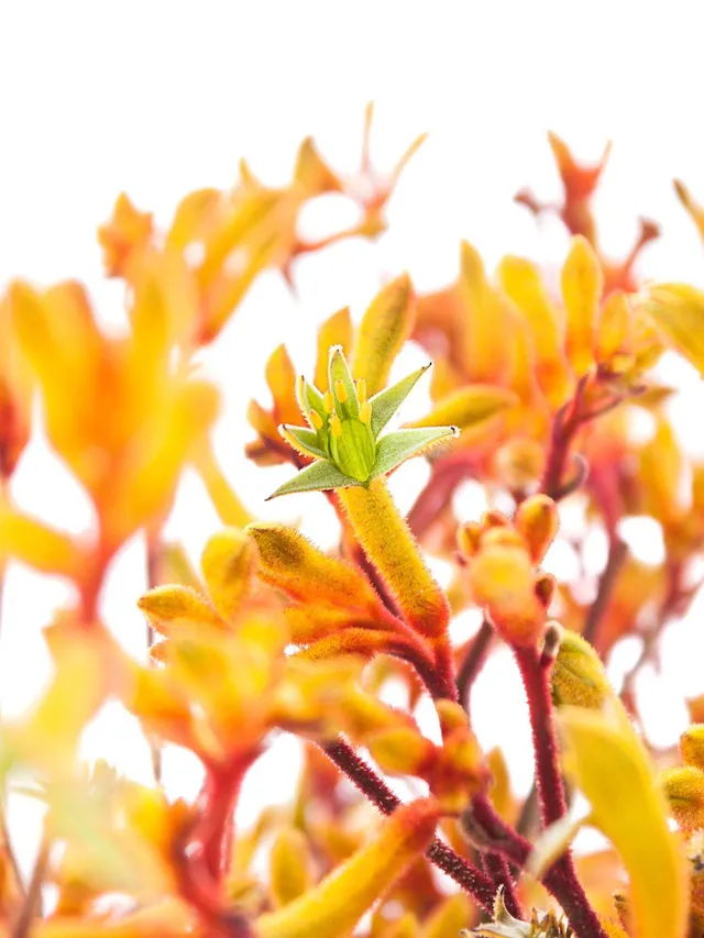 blumigo-anigozanthos-gold-fever-k-ngurupfote image 1