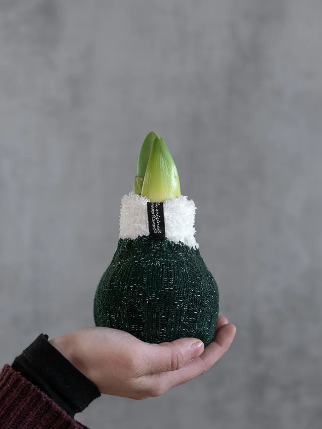 blumigo-amaryllis-amaryllisknolle-im-fleece-dunkel-gr-n-wei image 1