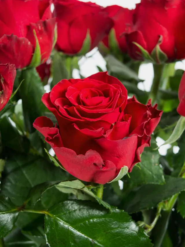 blumigo-rosen-30-lange-rote-rosen-bund-valentinstag image 1