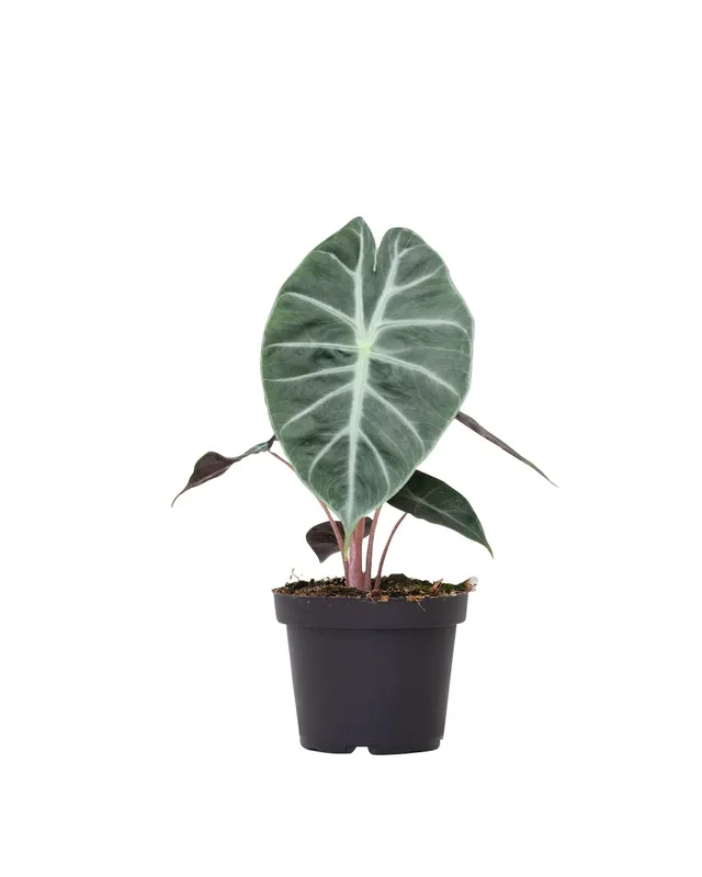 plnts-rareplnts-alocasia-pink-dragon-pfeilblatt-25-cm image 1