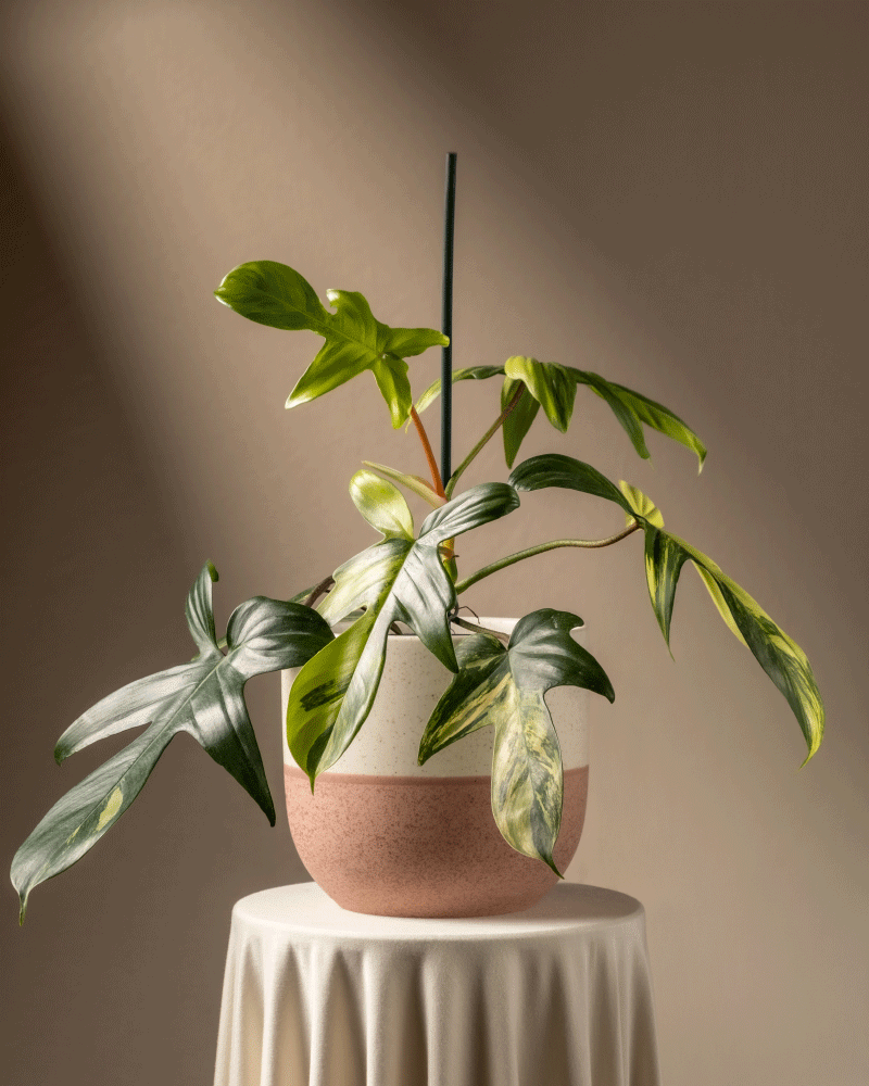 feey-variado-philodendron-florida-beauty-rarit-t-zimmerpflanze-ohne-bertopf image 5
