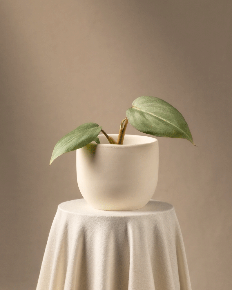 feey-variado-philodendron-gloriosum-babypflanze-ohne-bertopf image 6