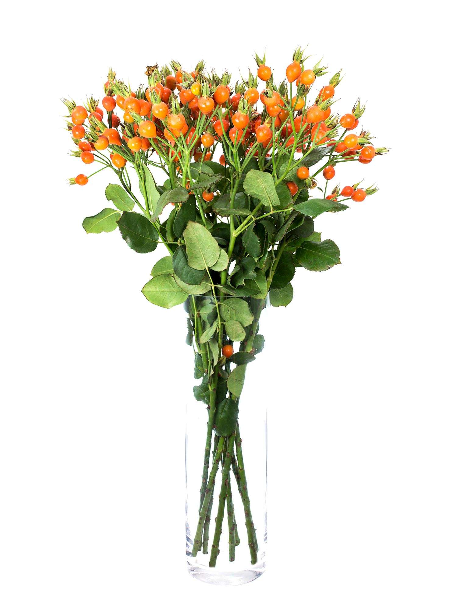 blumigo-herbstdeko-hagebutten-xl-pumpkin-orange-bund image 2