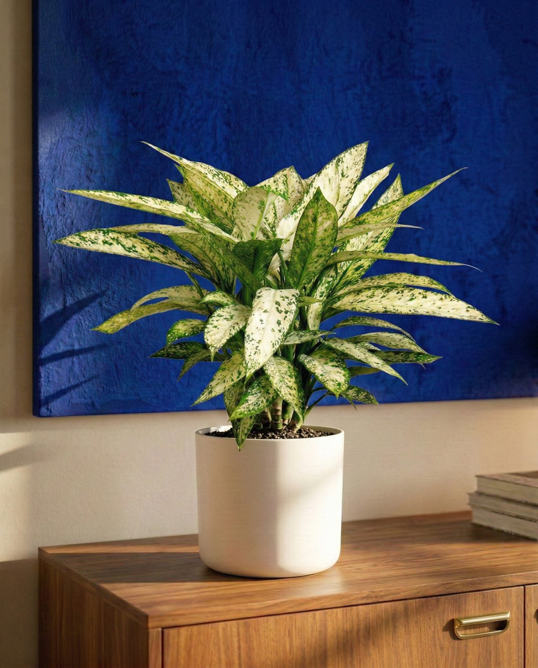 feey-variado-dieffenbachia-vesuvius-zimmerpflanze-gro image 2