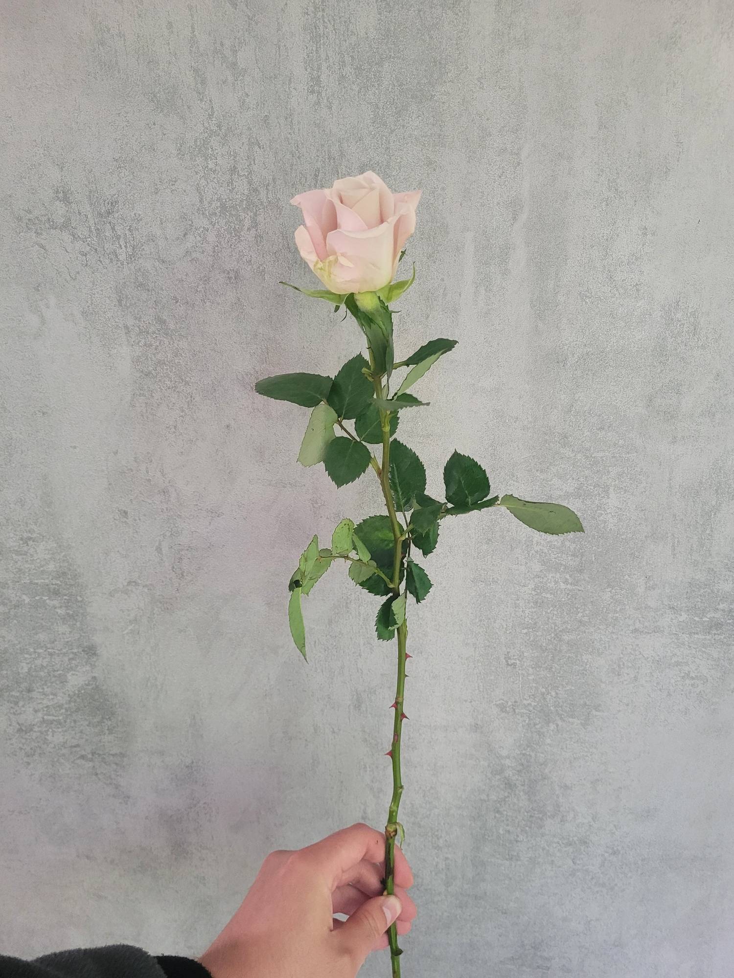 blumigo-la-menta-rose-sand-creme-schnittrose image 3