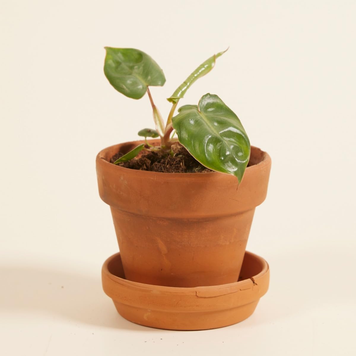 plnts-babyplnts-philodendron-billietiae-baby-4cm-10cm image 7