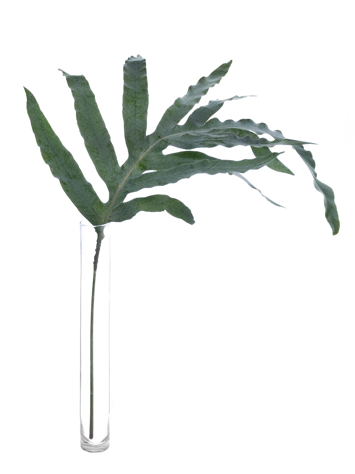 blumigo-blattwerk-phlebodium-blaufarn-gr-n-blau image 3