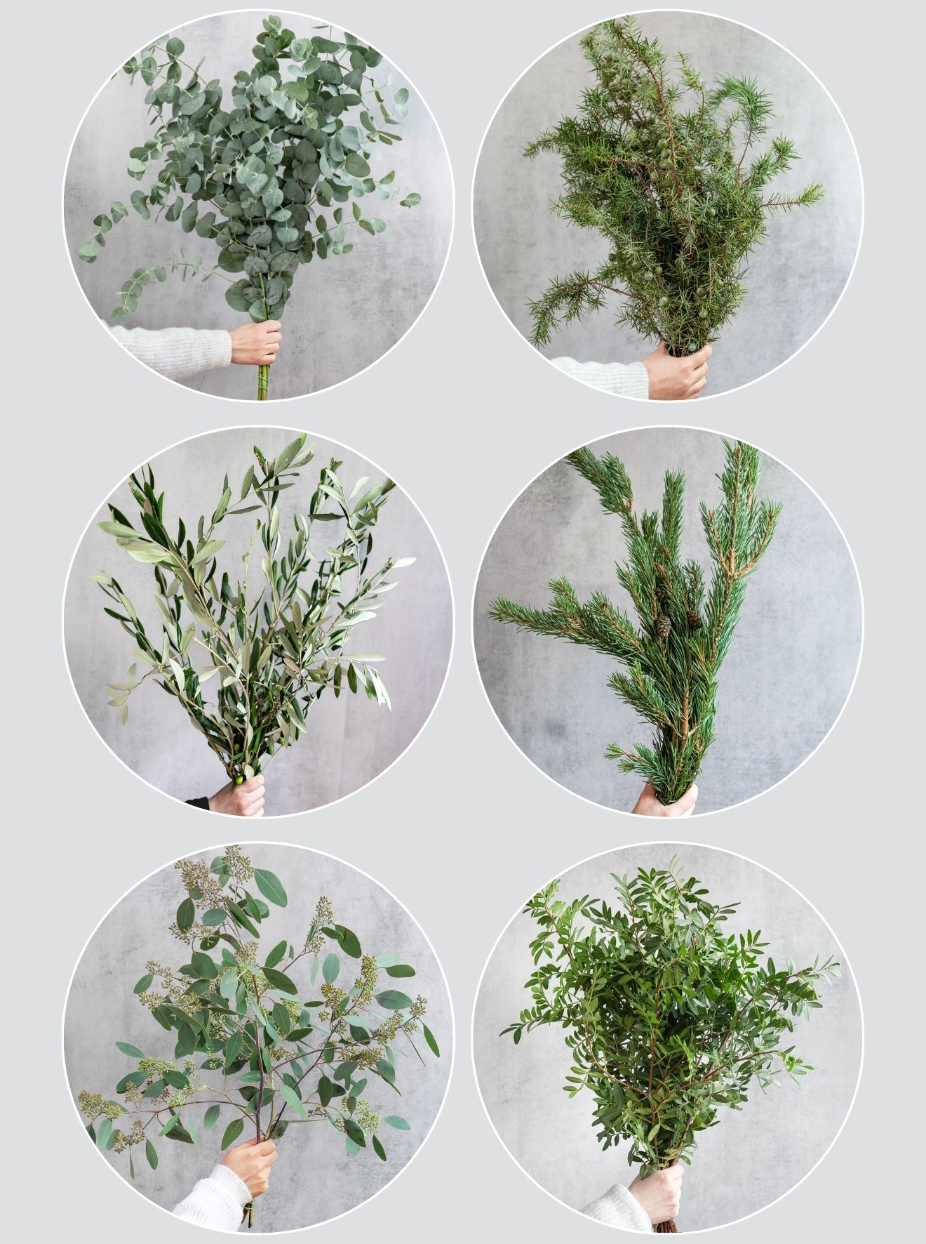 blumigo-blattwerk-winter-mix-gemischtes-gr-n-6-bund image 2