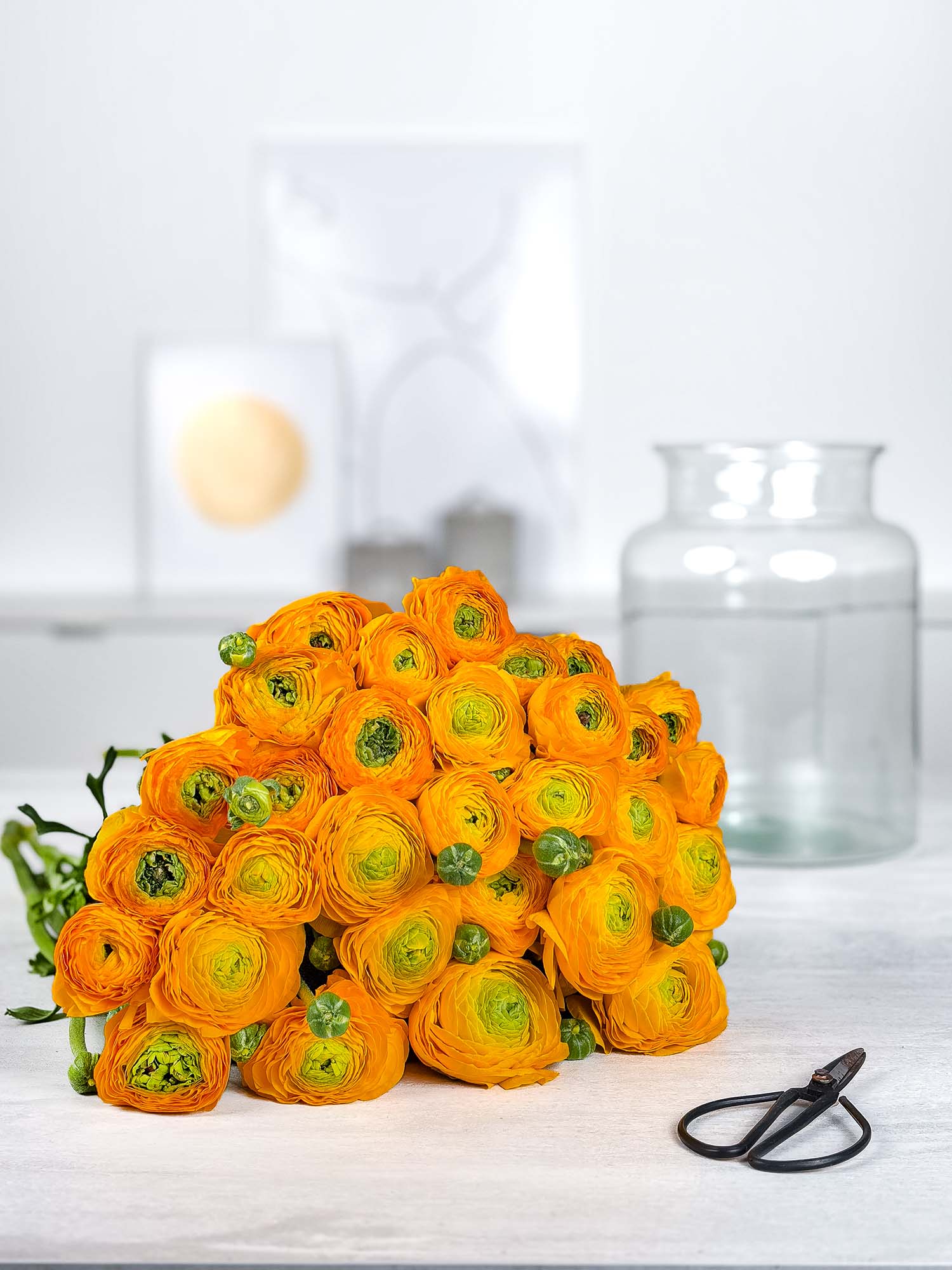 blumigo-ranunkeln-xl-cloni-pareo-schnittblume-gelb image 2