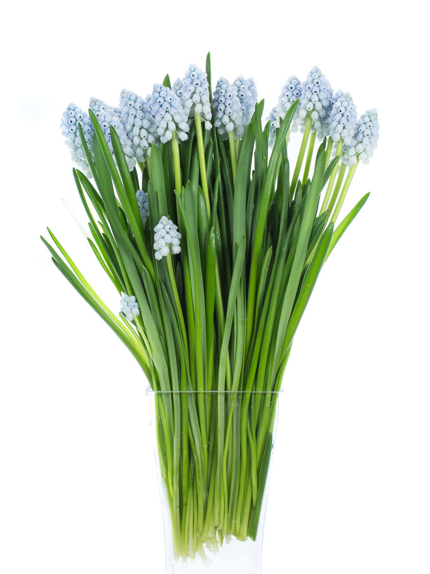 blumigo-traubenhyazinthen-muscari-lady-fr-hlingsknollen-blau image 2
