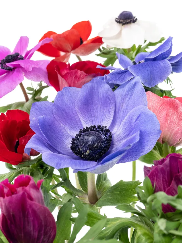 blumigo-anemonen-bunte-mischung-schnittblumen-frisch image 1