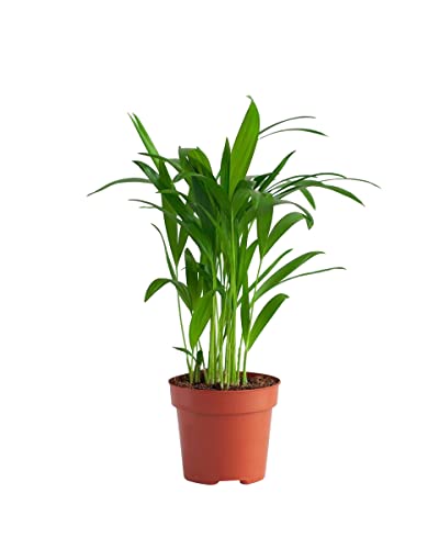 plnts-rareplnts-areca-lutescens-12-cm-topf-35-cm-palme image 6