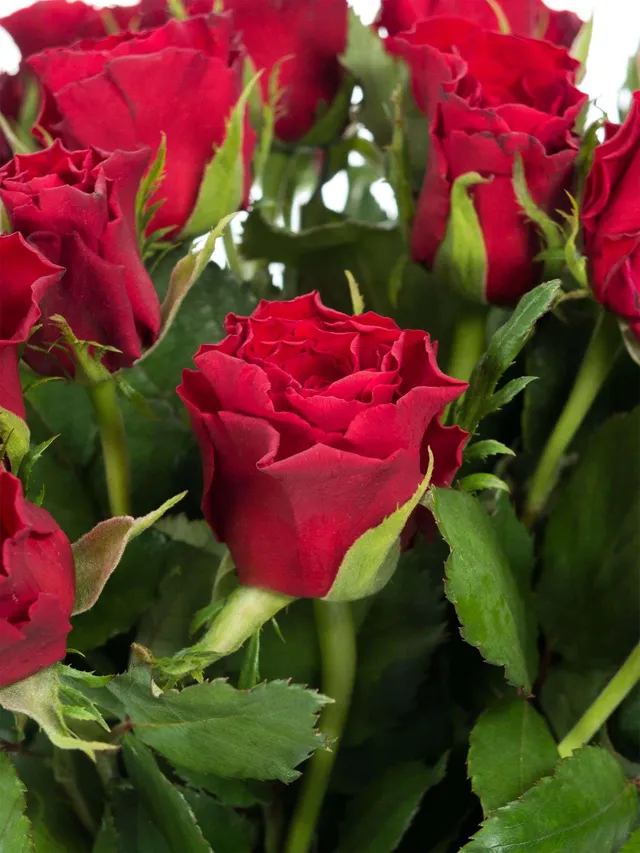 blumigo-rosen-50-rote-rosen-bund-frische-schnittblumen image 1