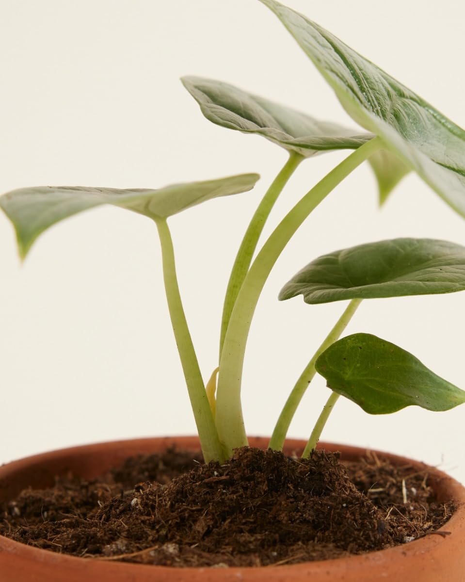 plnts-babyplnts-baby-alocasia-silver-dragon-zimmerpflanze-10cm image 4