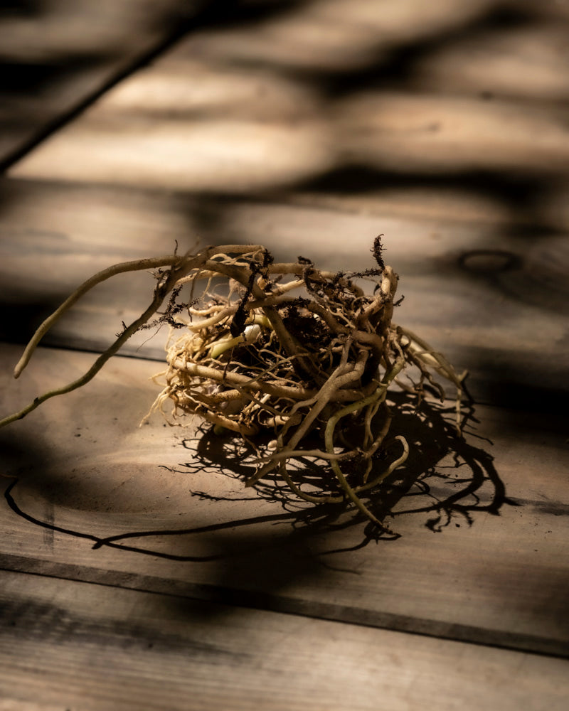 feey-amsterdam-hosta-blau-beige-2-stk-rhizome image 7