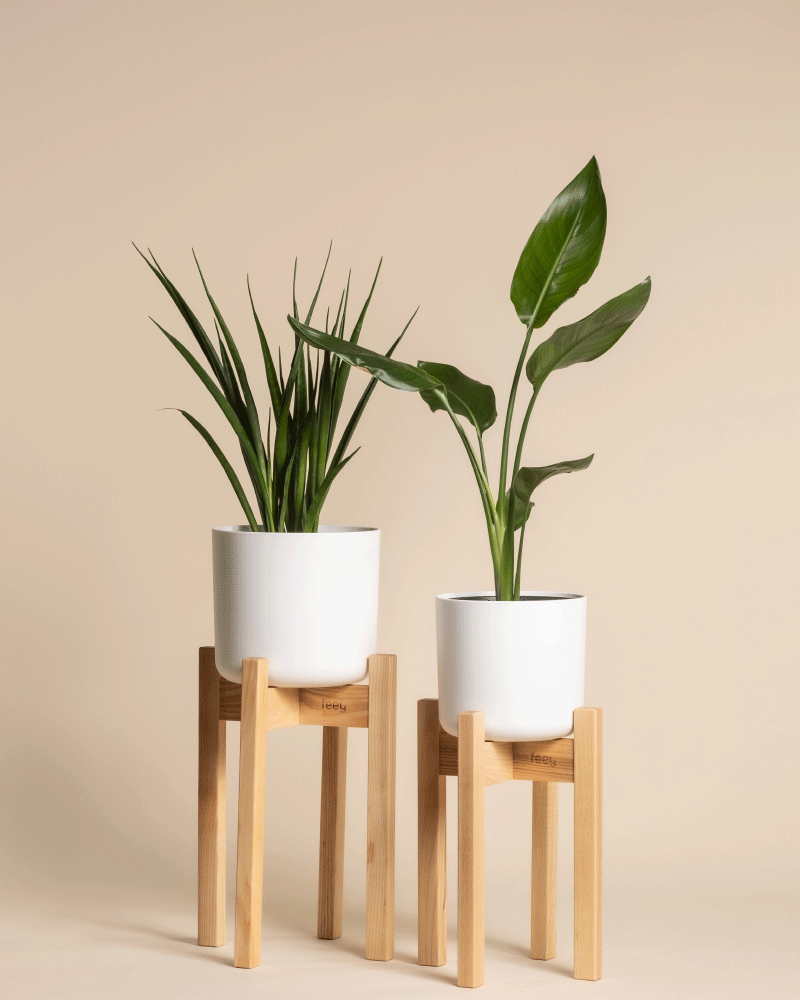 feey-stelion-pflanzenst-nder-duo-holz-braun-16-14 image 4