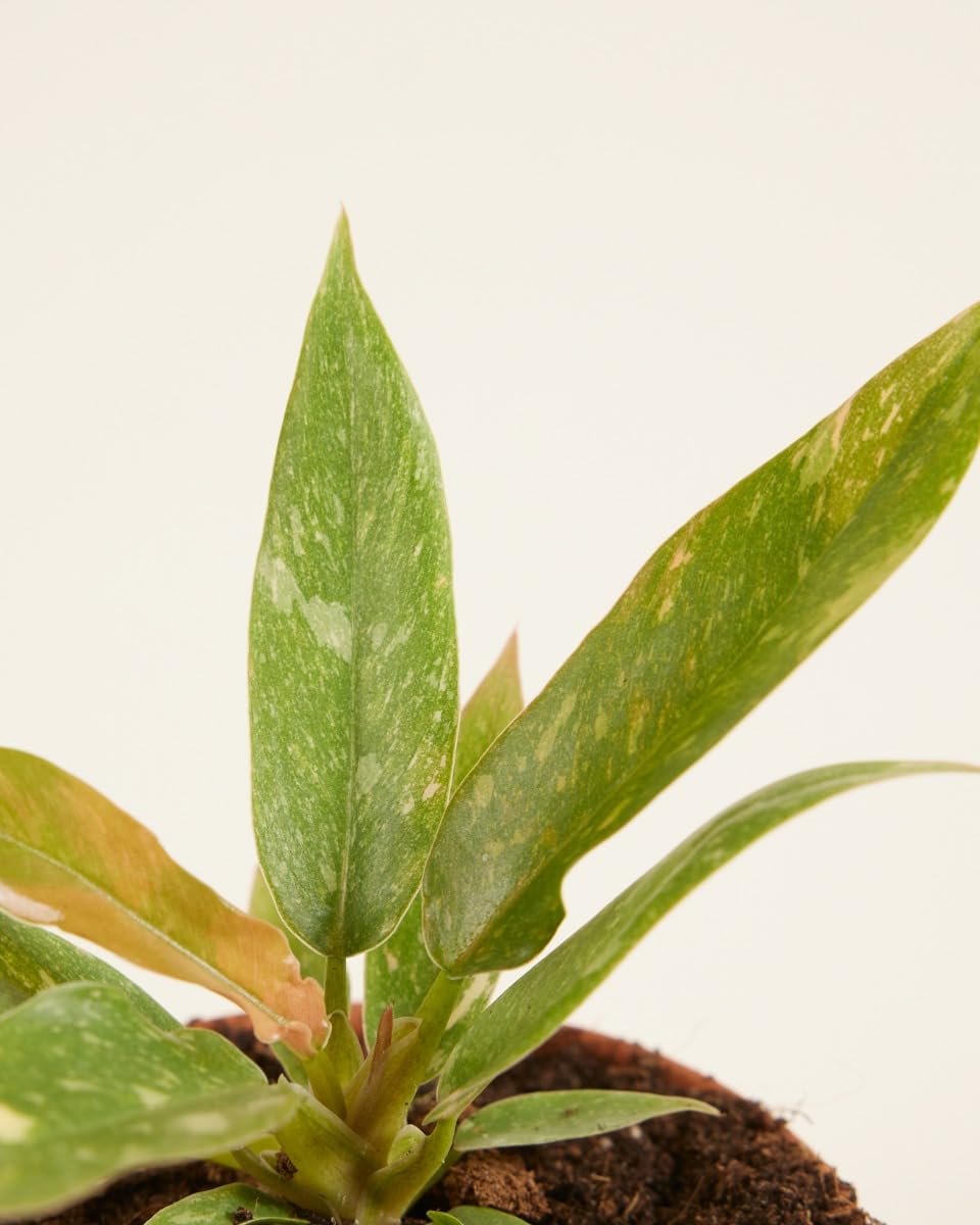 plnts-babyplnts-philodendron-ring-of-fire-zimmerpflanze-6cm-topf image 3