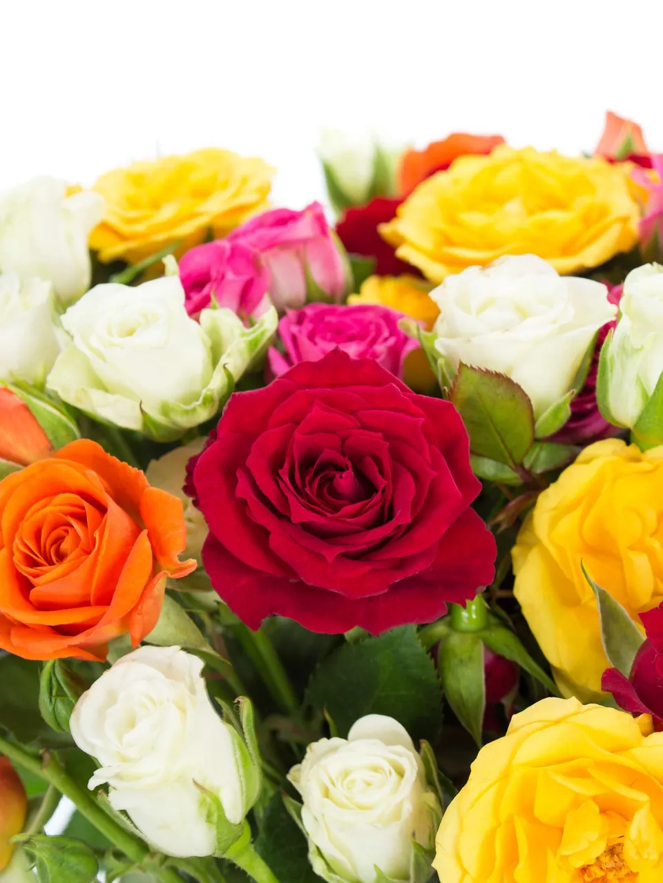 blumigo-rosen-bunte-mischung-sprayrosen-verzweigt-rosa image 1
