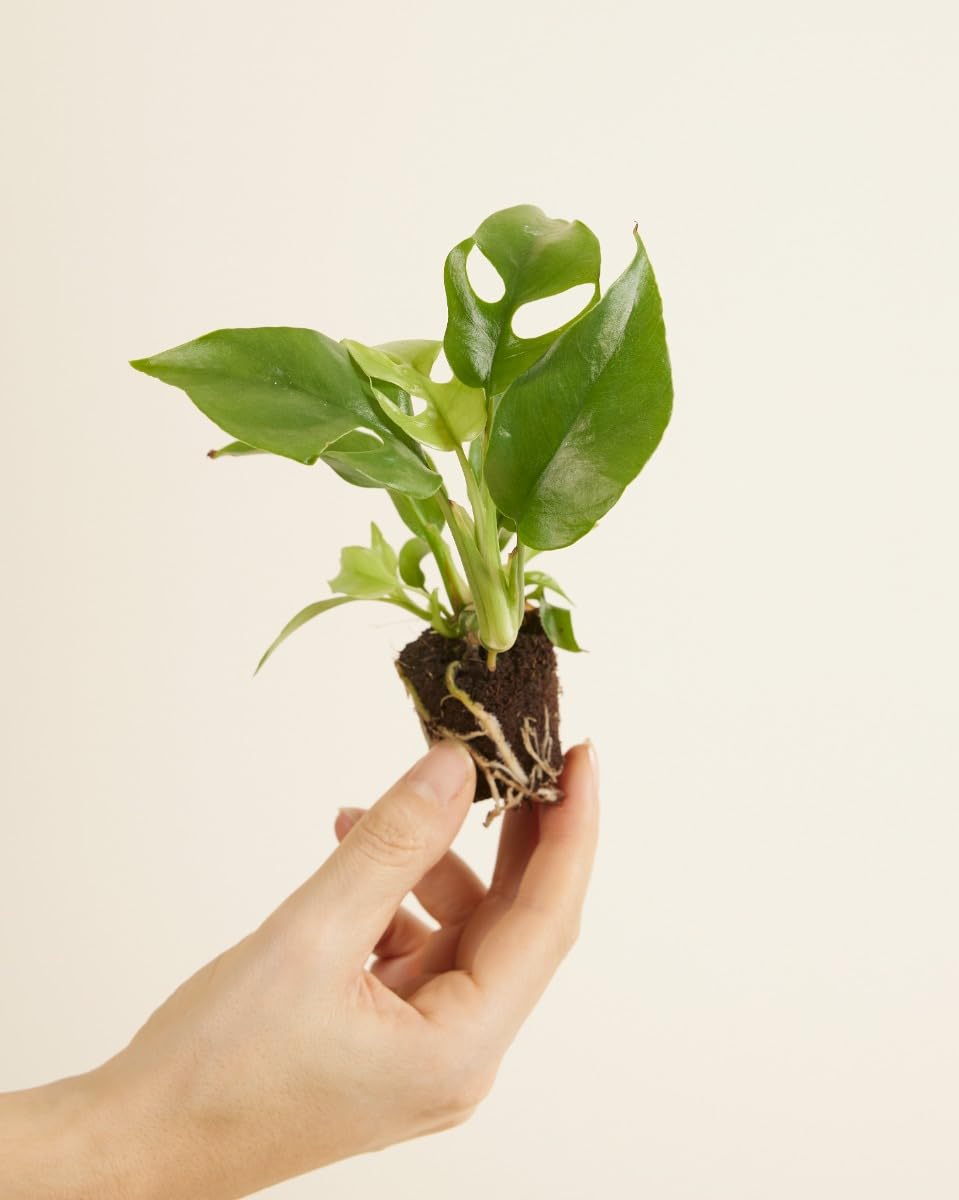 plnts-babyplnts-rhaphidophora-tetrasperma-15cm image 2