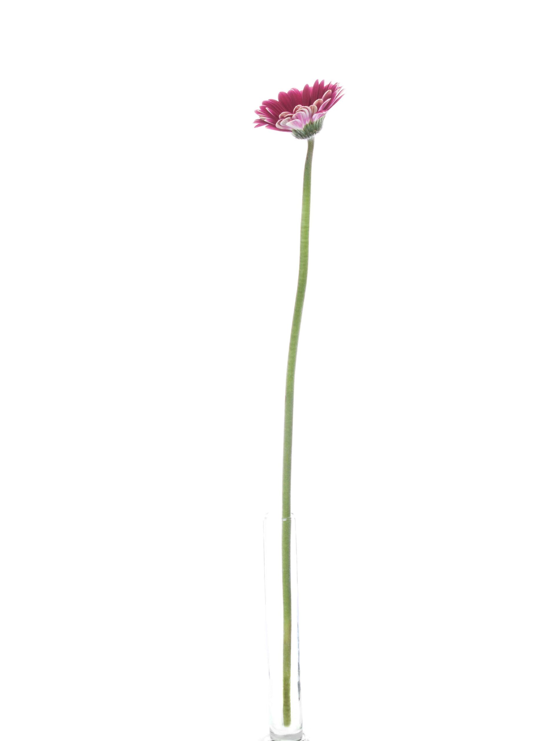 blumigo-gerbera-mini-twiggy-schnittblume-pink-wei image 3