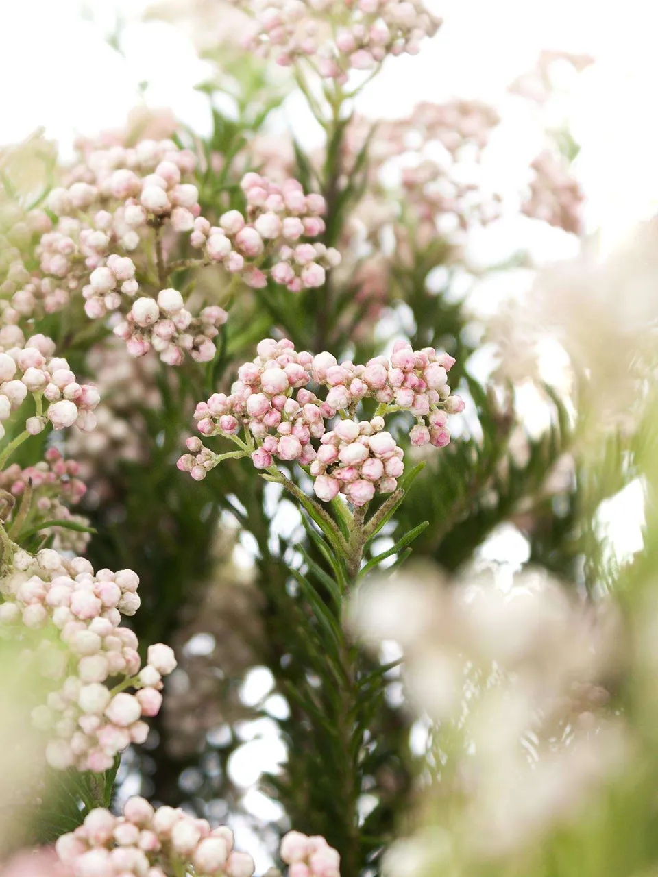 blumigo-pearl-rose-reisblume-rosa-creme-frisch image 1