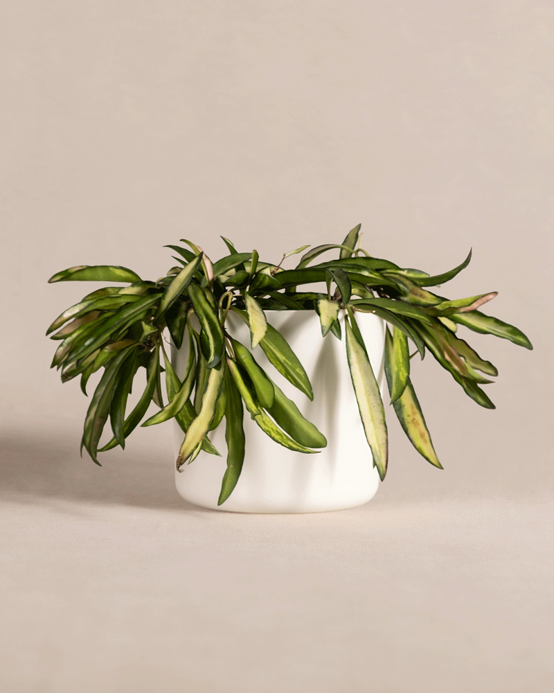 feey-variado-hoya-wayetii-tricolor-porzellanblume-o-topf image 8
