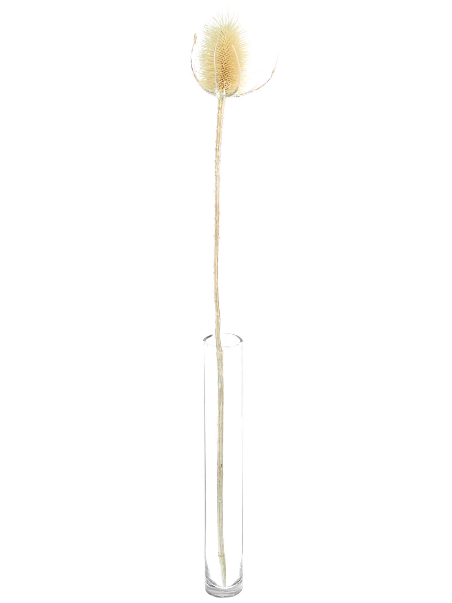 blumigo-trockenblumen-dipsacus-wilde-karde-gebleicht image 3