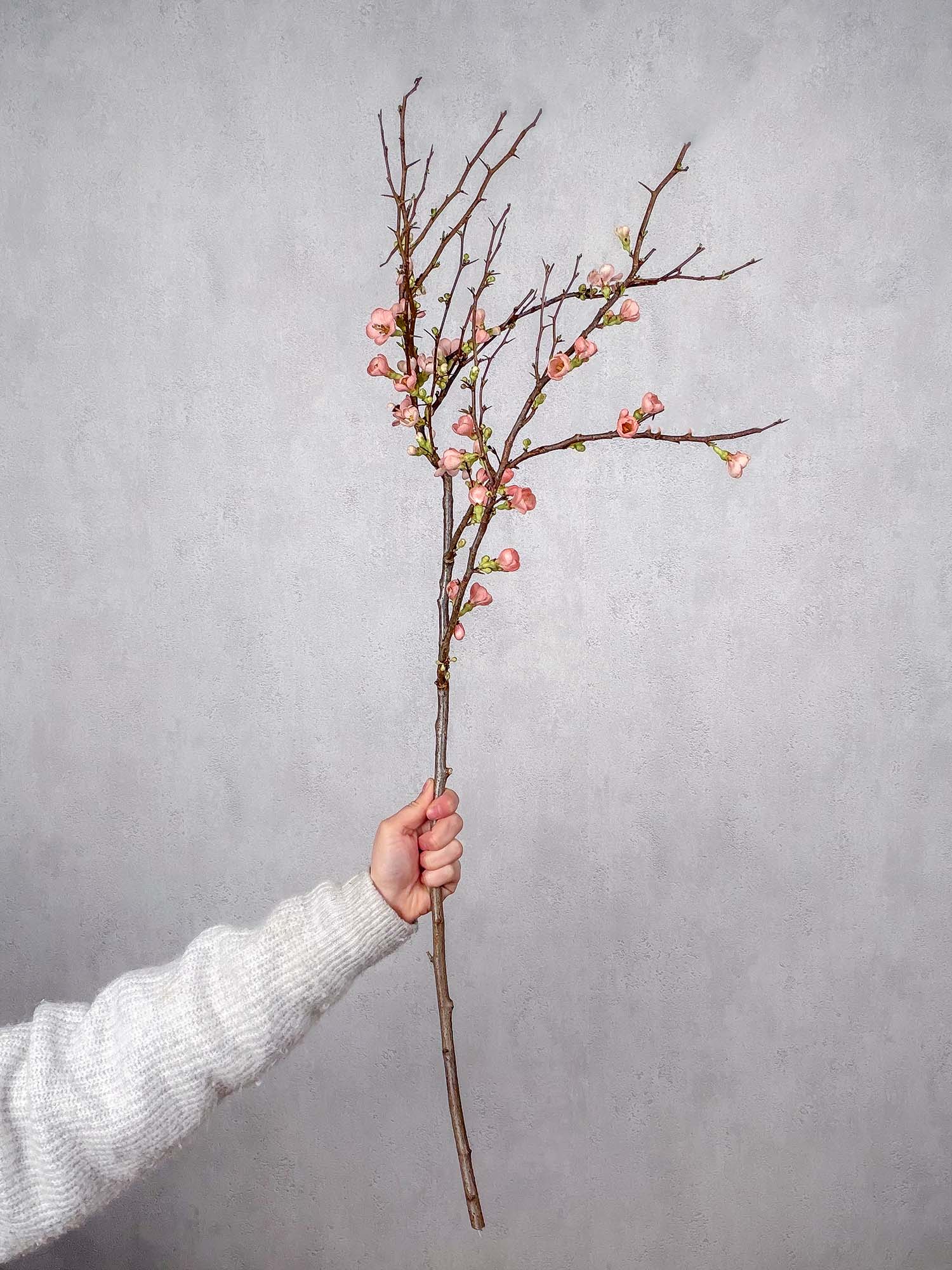 blumigo-zweige-chaenomeles-superbra-quittenzweige-apricot image 6