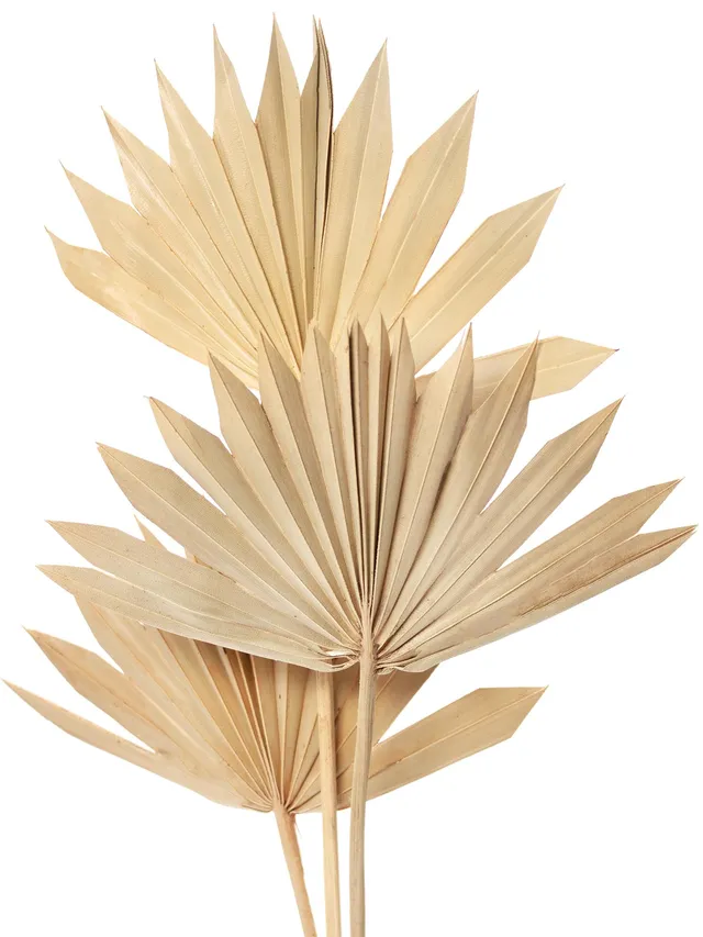 blumigo-palm-spear-trockenblume-natur-einzelstiel image 1