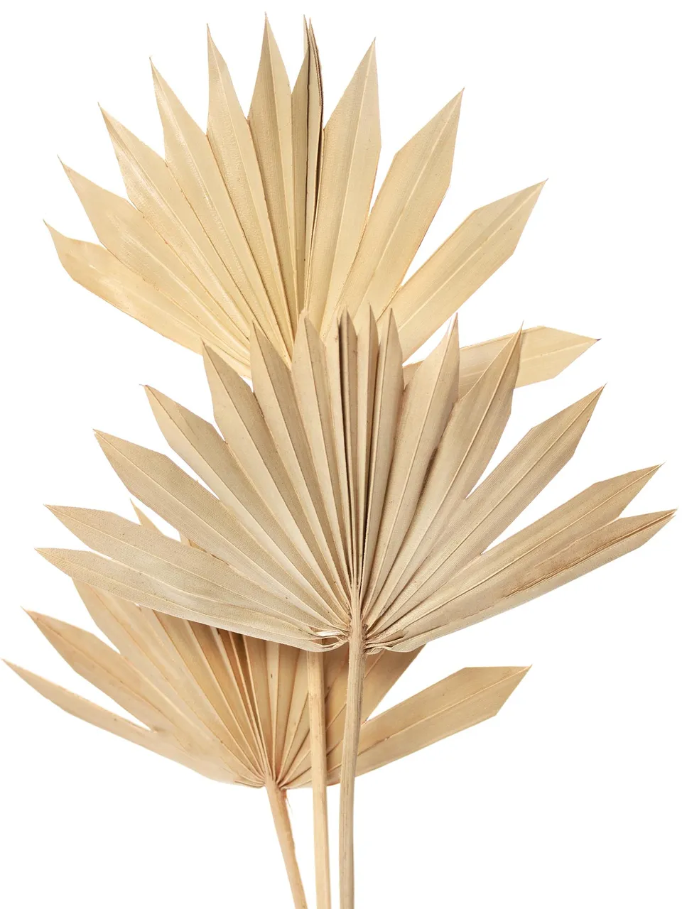blumigo-palm-spear-trockenblume-natur-einzelstiel image 1