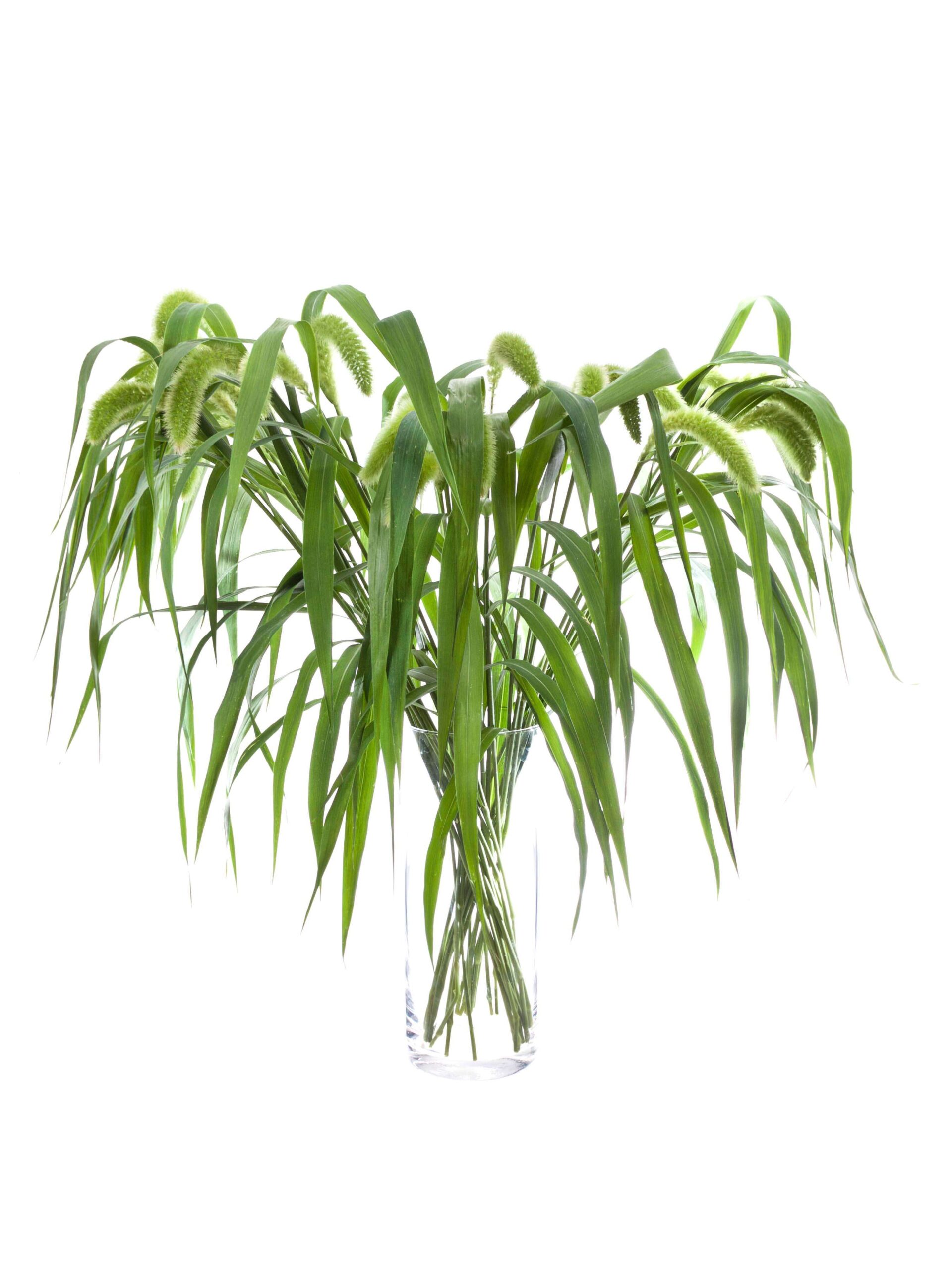blumigo-blattwerk-setaria-volle-melk-bindegr-n-gr-n image 5