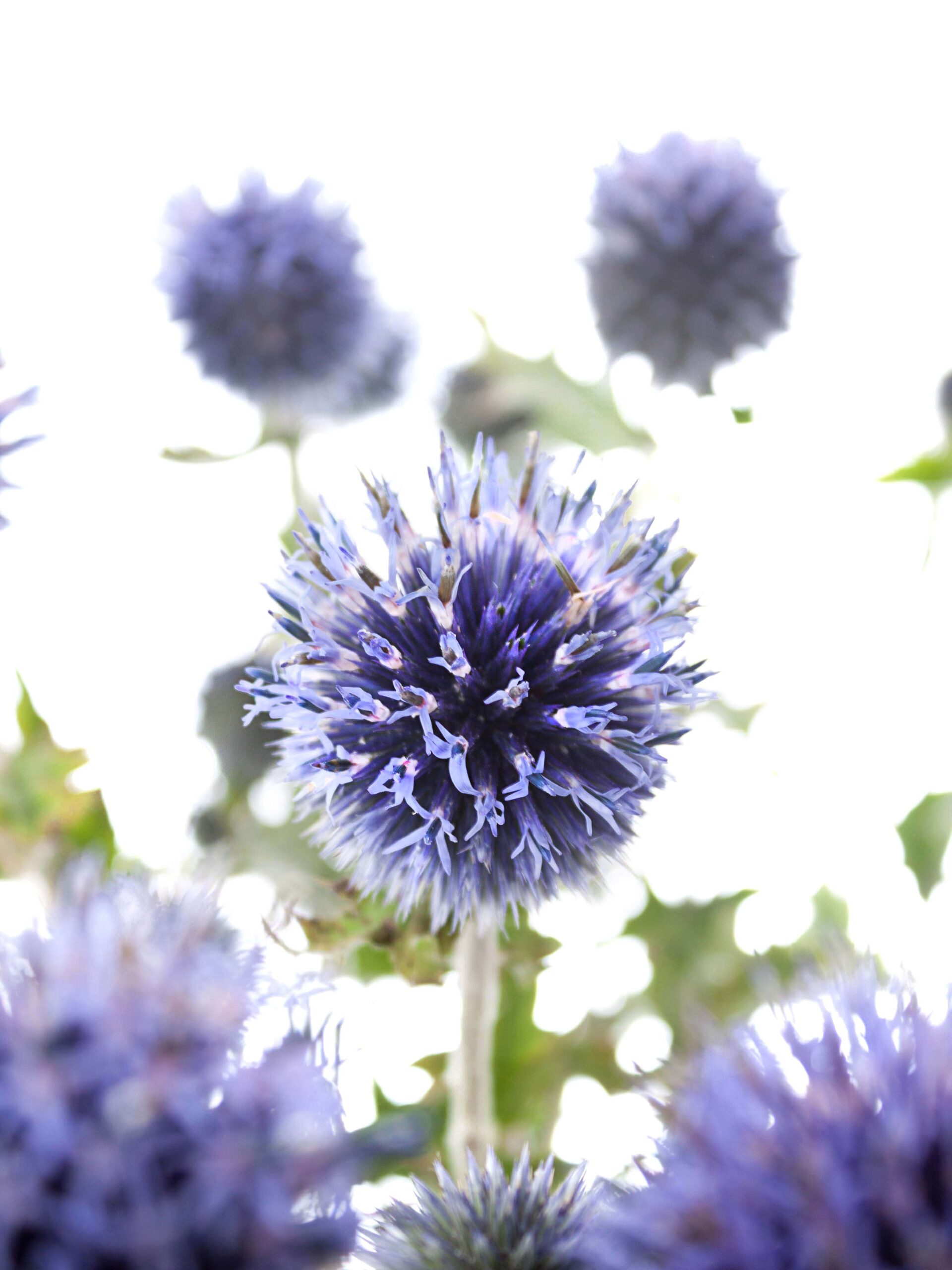 blumigo-echinops-kugeldisteln-schnittblume-blau image 1