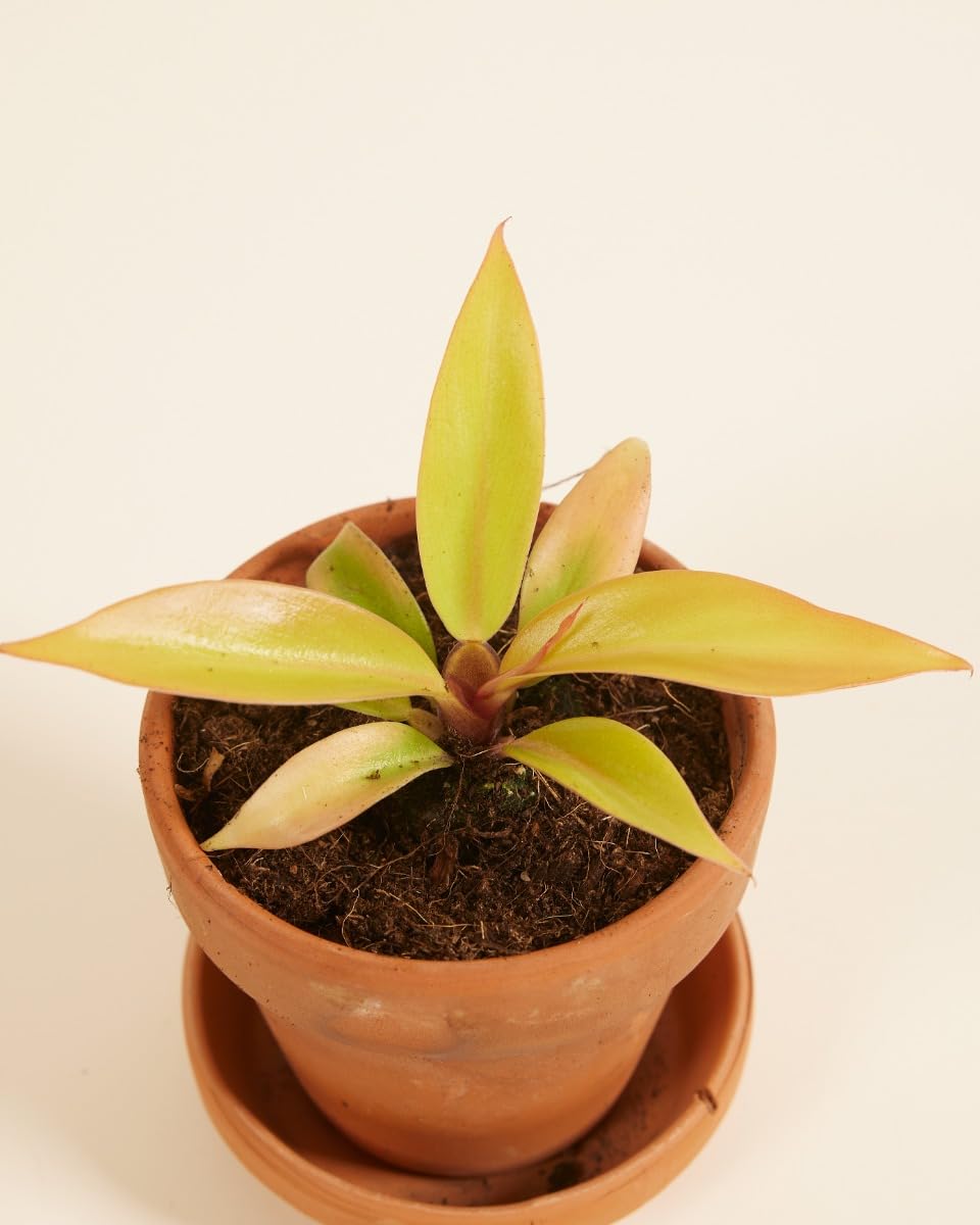 plnts-babyplnts-philodendron-prince-of-orange-zimmerpflanze image 3
