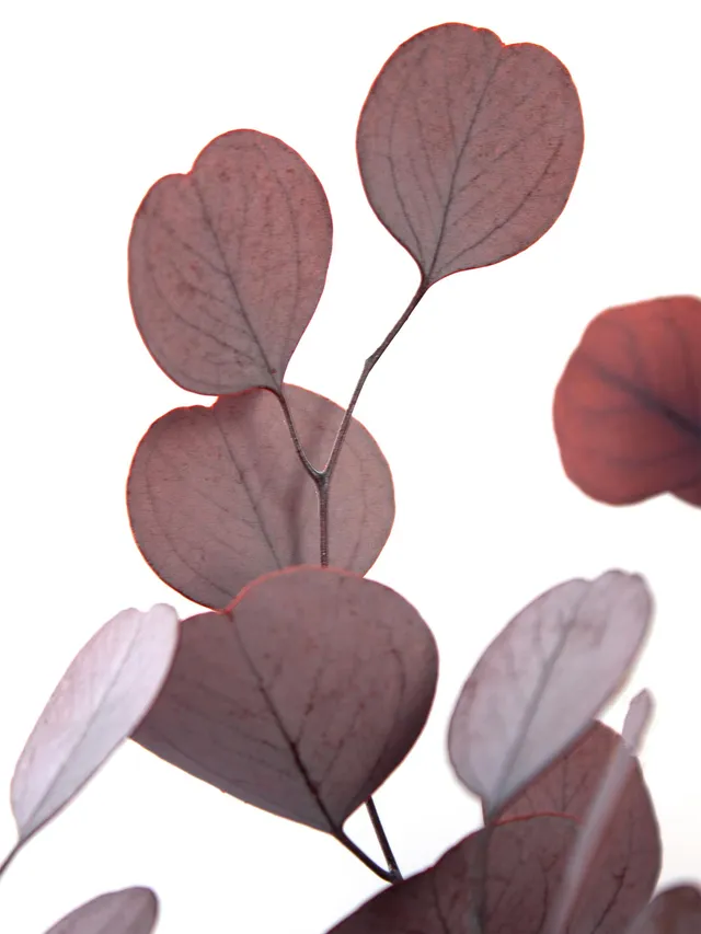 blumigo-trockenblumen-eukalyptus-silver-dollar-rot-konserviert image 1