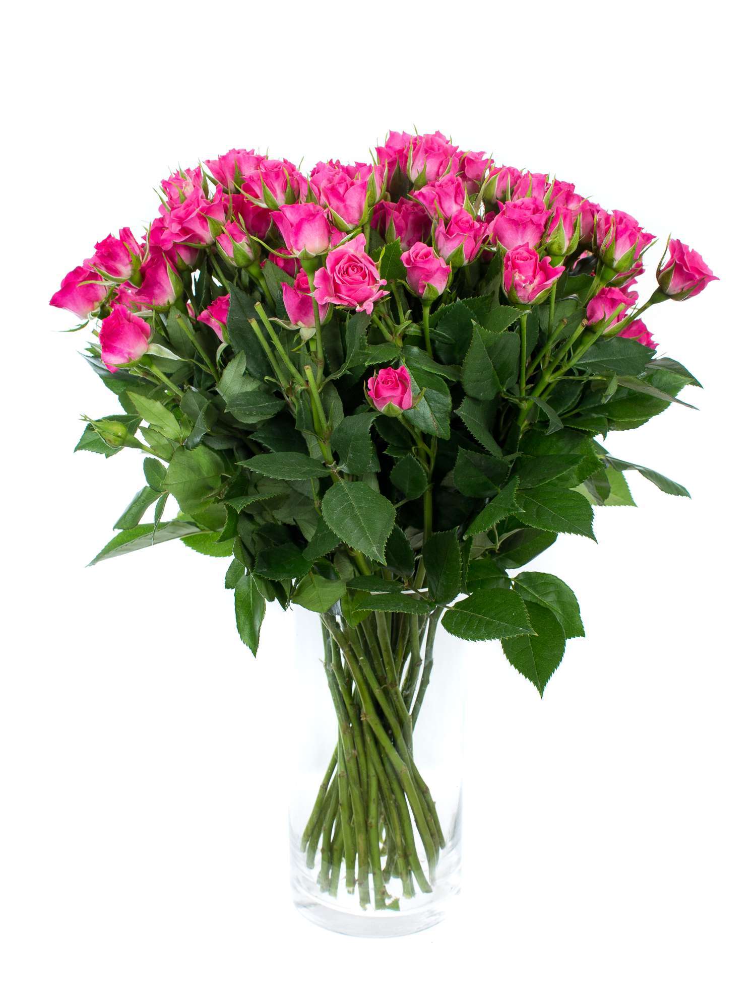 blumigo-rosen-lianne-verzweigt-schnittrose-pink image 2