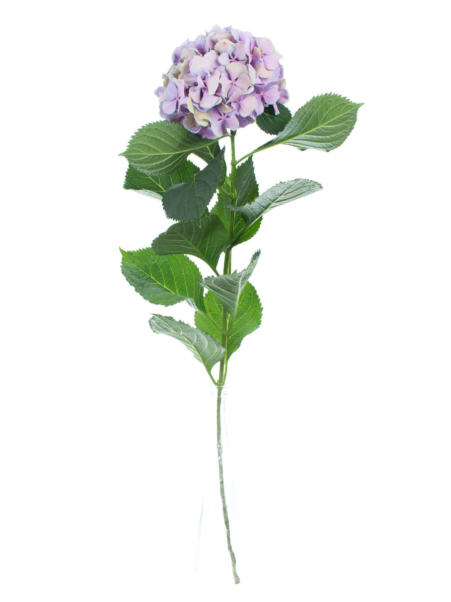 blumigo-hortensie-magical-elbtal-schnittblume-lila-gr-n image 2