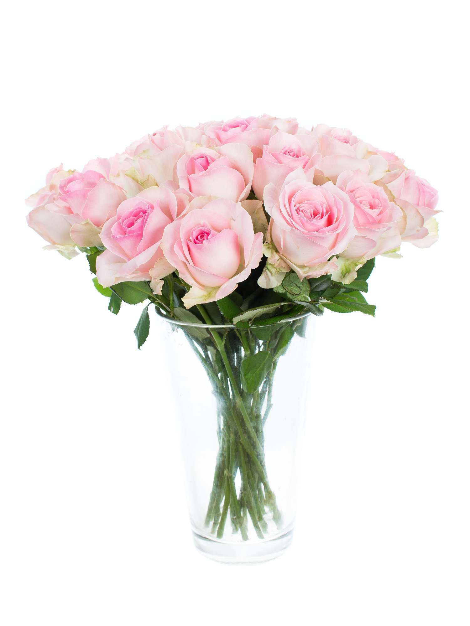 blumigo-rosen-avalanche-sorbet-schnittrosen-hell-ros-40-cm image 3