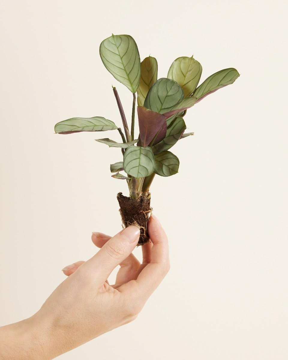 plnts-babyplnts-ctenanthe-amagris-babypflanze-15-cm-tropisch image 2