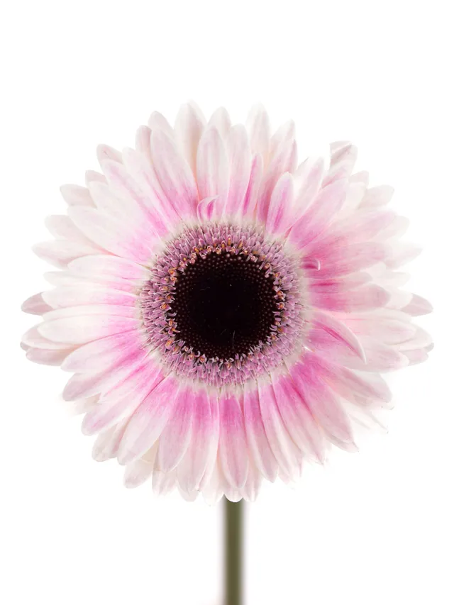 blumigo-gerbera-mini-lexus-schnittblume-pink-wei image 1