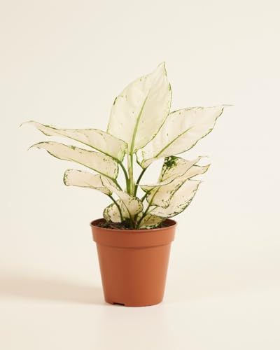 plnts-rareplnts-aglaonema-white-joy-zimmerpflanze-12cm-25cm image 8
